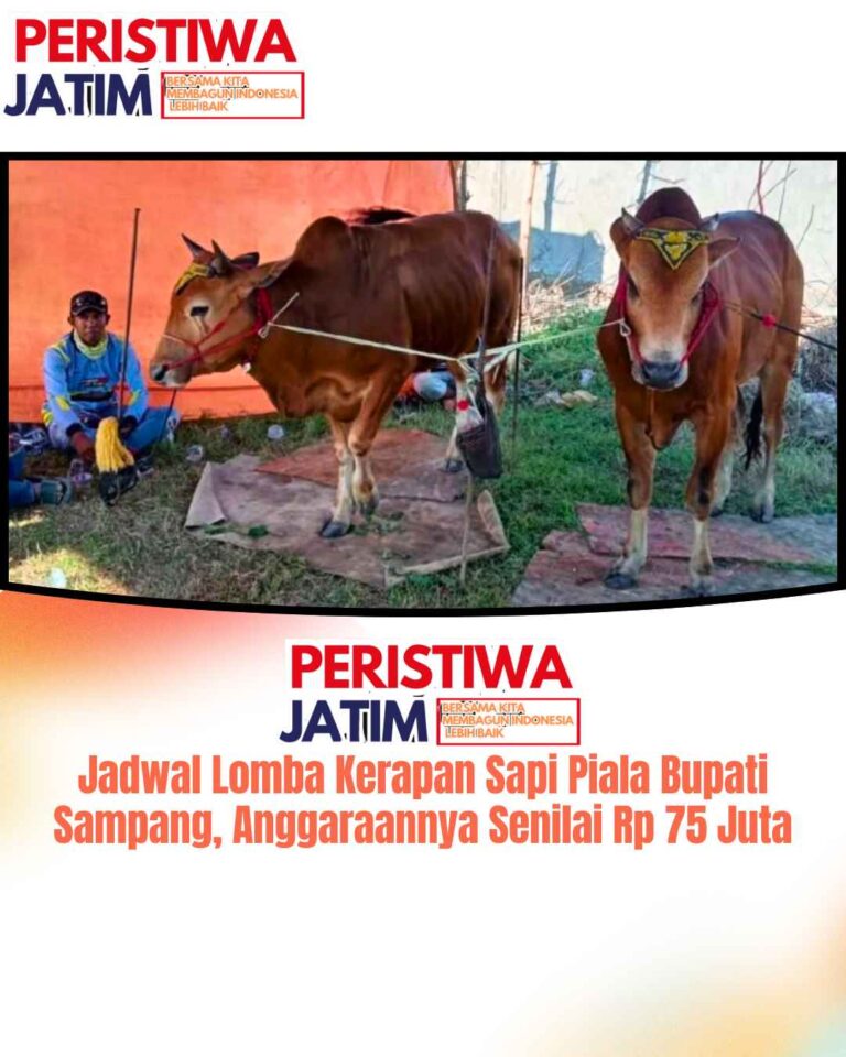 Jadwal Lomba Kerapan Sapi Piala Bupati Sampang, Anggaraannya Senilai Rp 75 Juta
