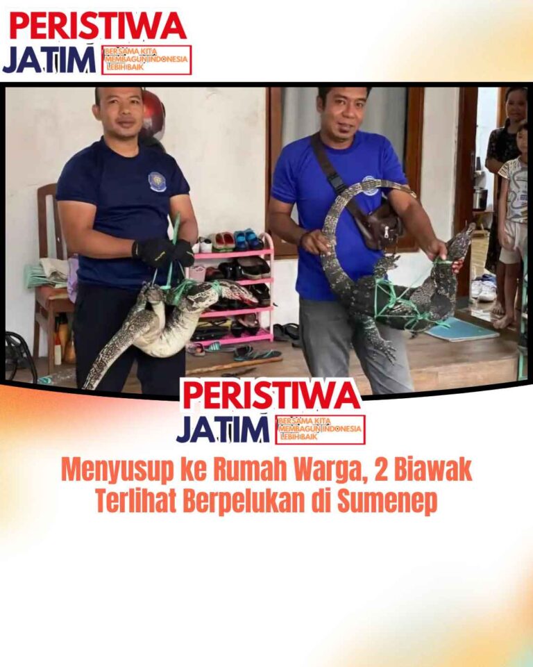 Menyusup ke Rumah Warga, 2 Biawak Terlihat Berpelukan di Sumenep